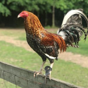 Dom gamefowl
