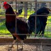 Gilmore gamebirds