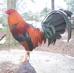 Sweater Cock For Sale