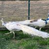 Peacock peid pair