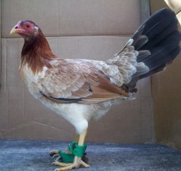 Sweater Hen For Sale