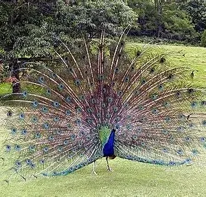 Indian Blue Peafowl