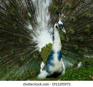 Pied Peafowl