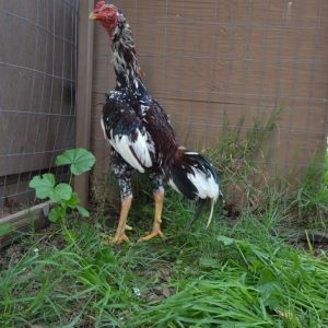 BB Red Ko Shamo Pair for Sale | Premium Bantams
